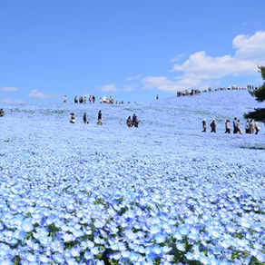 Seperti di Surga, Ini Dia Lautan Bunga yang Paling Indah di Jepang!